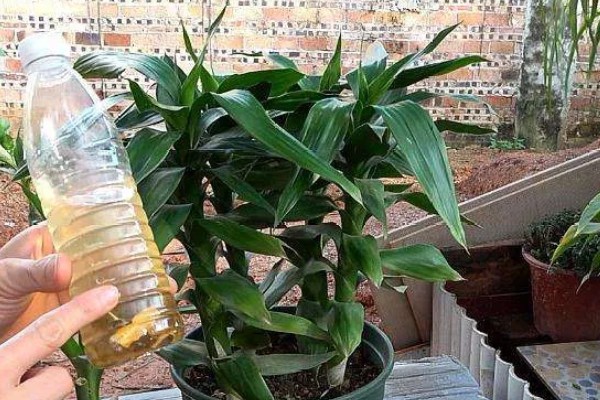 富贵竹叶子长白色斑点怎么处理，需及时剪去叶片