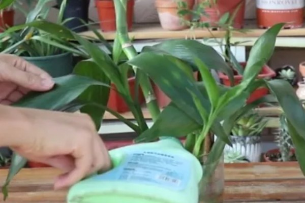 富贵竹叶子长白色斑点怎么处理，需及时剪去叶片