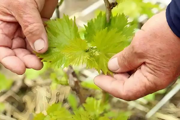 葡萄怎么摘心,分为轻摘心、重摘心和绝后摘心