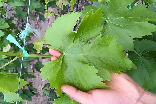 葡萄怎么摘心,分为轻摘心、重摘心和绝后摘心