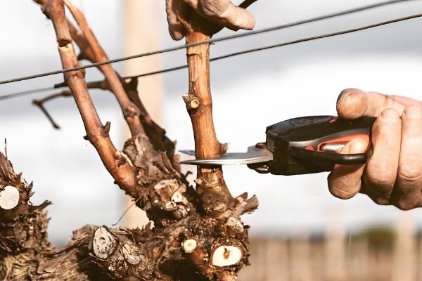 葡萄怎么摘心,分为轻摘心、重摘心和绝后摘心