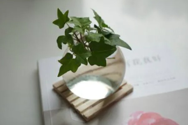 水培常春藤怎么快速生根,每隔7-10天换一次水