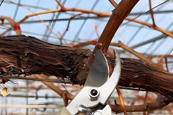 葡萄怎么摘心,分为轻摘心、重摘心和绝后摘心