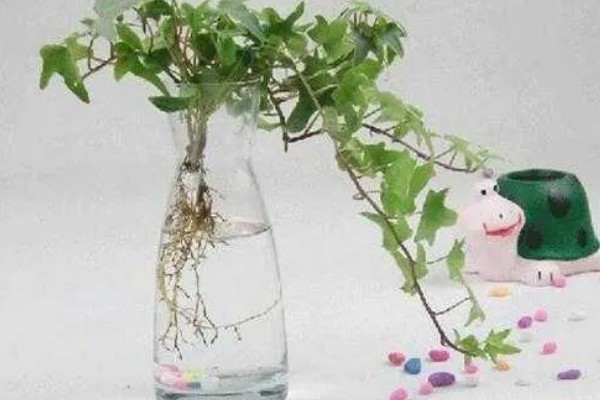 水培常春藤怎么快速生根,每隔7-10天换一次水