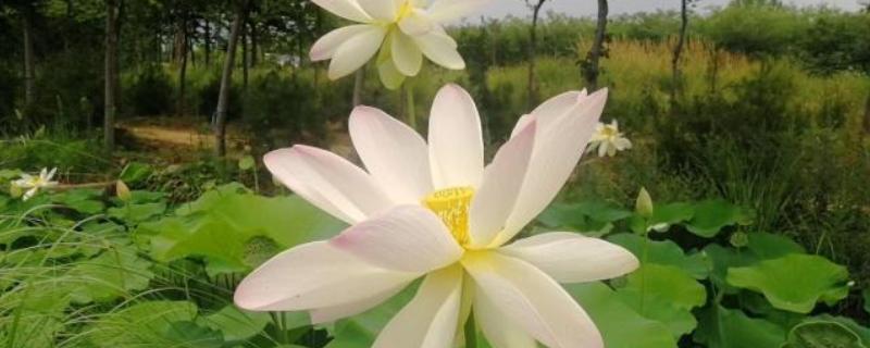 名贵荷花常见品种，有舞妃莲、千瓣莲等