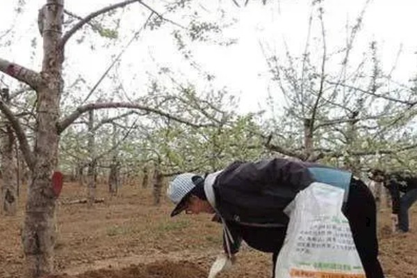 苹果圆斑根腐病的类型,分为萎焉型、叶片青干型等