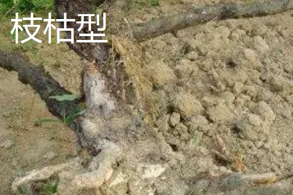 苹果圆斑根腐病的类型,分为萎焉型、叶片青干型等