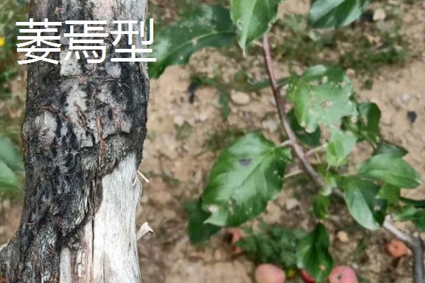 苹果圆斑根腐病的类型,分为萎焉型、叶片青干型等