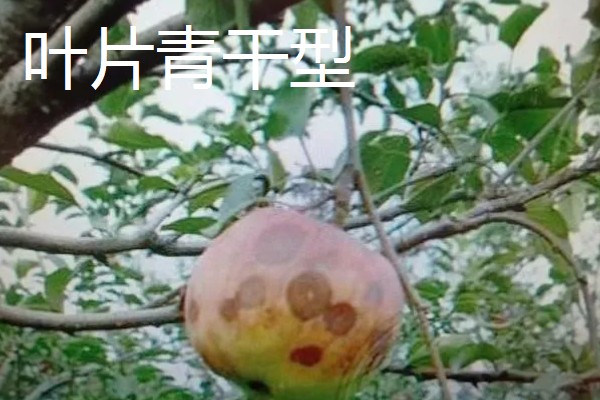 苹果圆斑根腐病的类型,分为萎焉型、叶片青干型等
