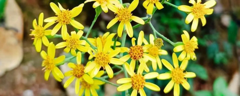 千里光是不是野菊花，千里光不是野菊花