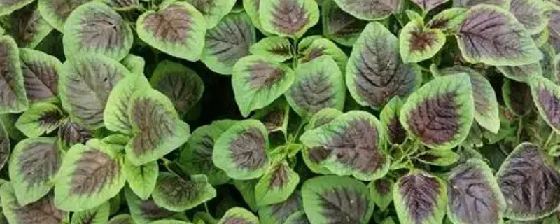 苋菜的种植方法，春夏秋季均可栽种