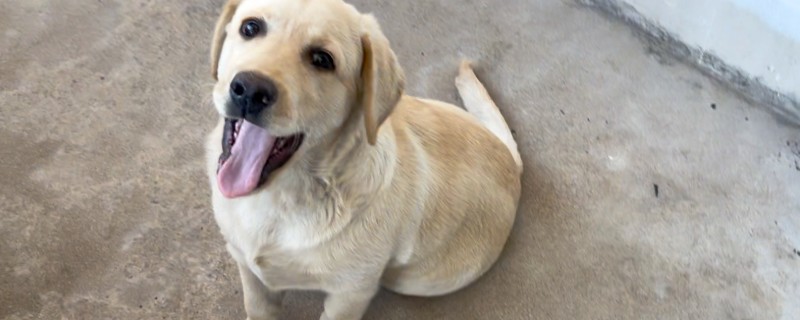 给狗狗驱虫要注意什么，身体虚弱时不能驱虫