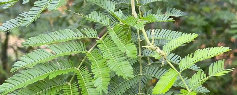 含羞草变化的原因，因为它的叶枕是最敏感的部位