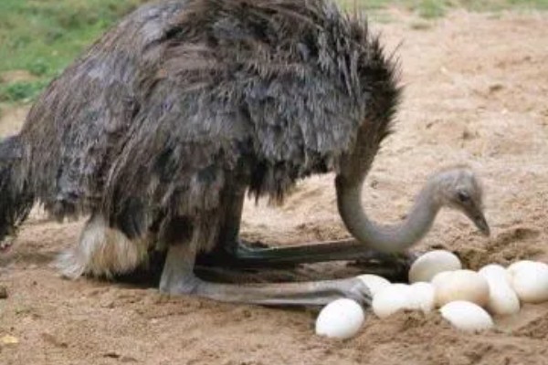 一只鸵鸟一年下多少个蛋,第一个产卵期可产20-40枚