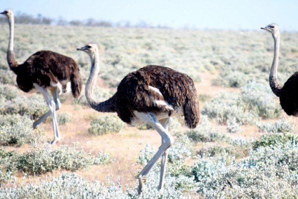 一只鸵鸟一年下多少个蛋,第一个产卵期可产20-40枚