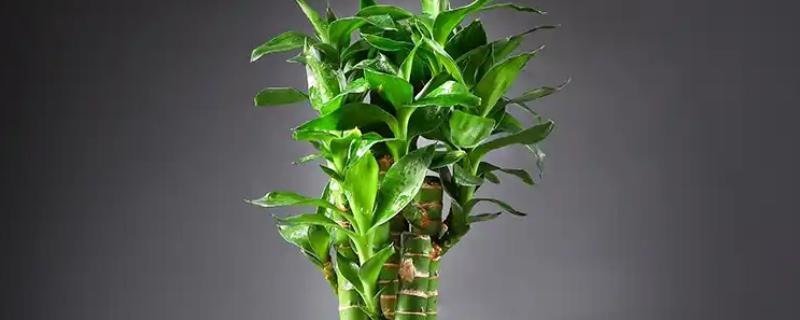 养富贵竹的寓意，3支富贵竹表示福寿禄