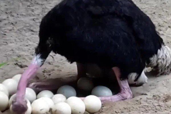 一只鸵鸟一年下多少个蛋,第一个产卵期可产20-40枚