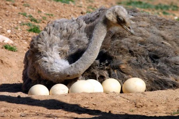 一只鸵鸟一年下多少个蛋,第一个产卵期可产20-40枚
