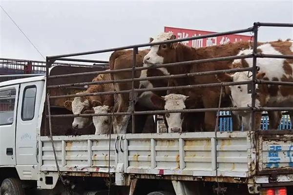 牛长途运输30个小时的注意事项,通常要选择大货车