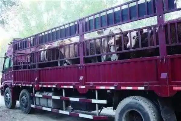 牛长途运输30个小时的注意事项,通常要选择大货车