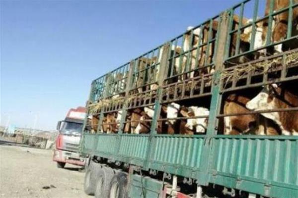 牛长途运输30个小时的注意事项,通常要选择大货车