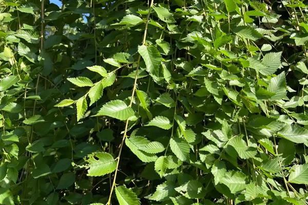 适宜种植的树种有哪些,有榆树、椿树等