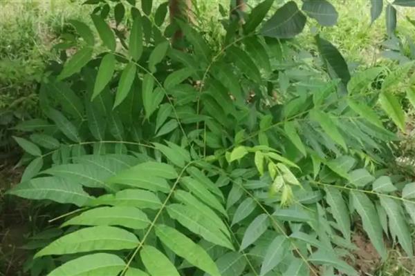 适宜种植的树种有哪些,有榆树、椿树等