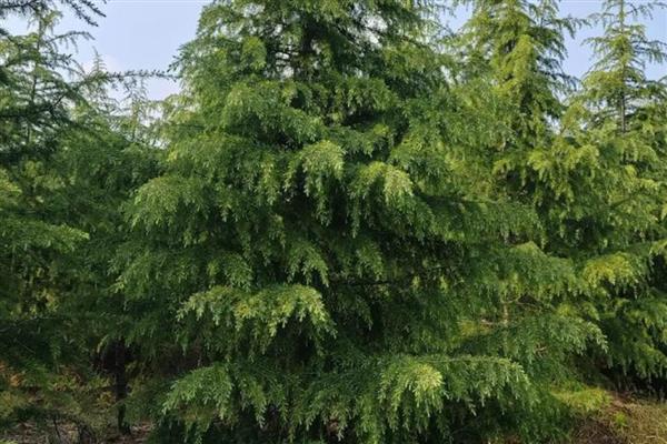 适宜种植的树种有哪些,有榆树、椿树等