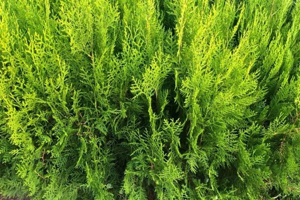 适宜种植的树种有哪些,有榆树、椿树等