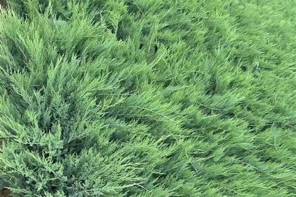 适宜种植的树种有哪些,有榆树、椿树等