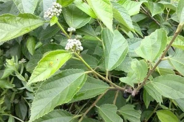 适宜种植的树种有哪些,有榆树、椿树等