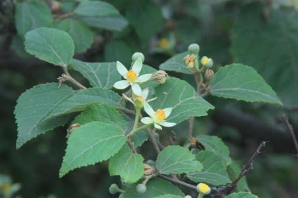 适宜种植的树种有哪些,有榆树、椿树等