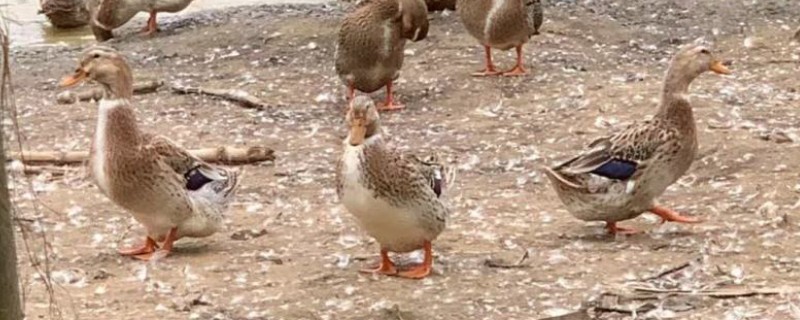鸭子下蛋要公鸭子吗，无须公鸭的参与