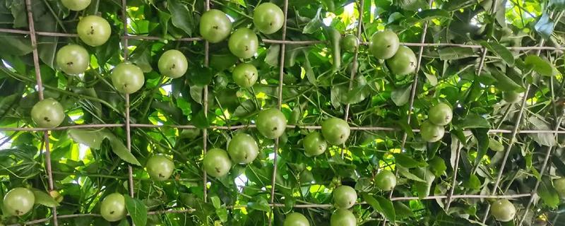 百香果什么时候开花，4-10月份开花