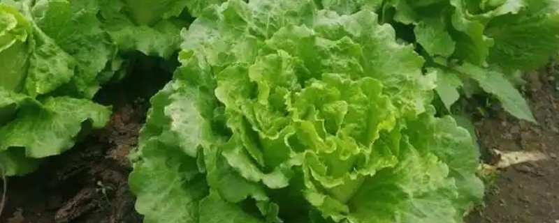 十一月份还可以种生菜吗,还可以种