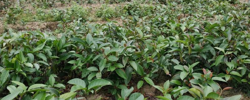 黑老虎的种植技术，种植时间为12-次年2月播种