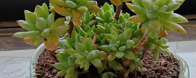 多肉的简介，植株由根、茎、叶组成