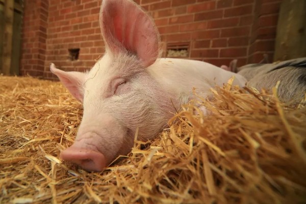 猪的起源,家猪来自欧洲和亚洲