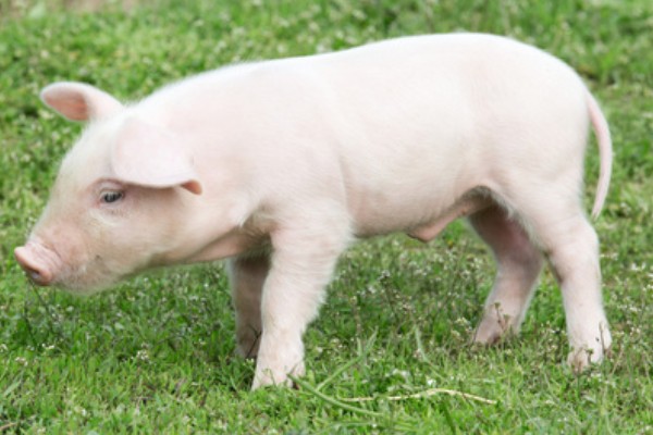 猪的起源,家猪来自欧洲和亚洲