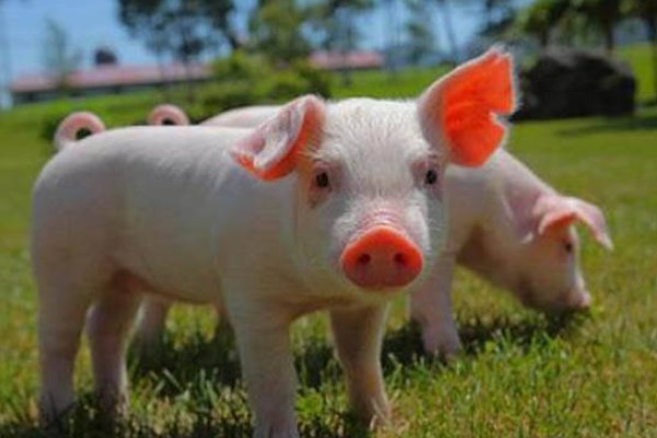 猪的起源,家猪来自欧洲和亚洲