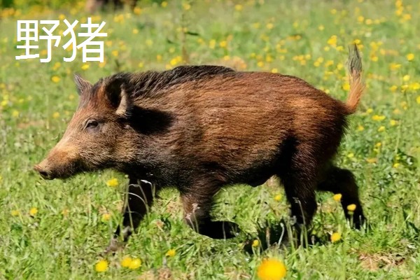 猪的起源,家猪来自欧洲和亚洲