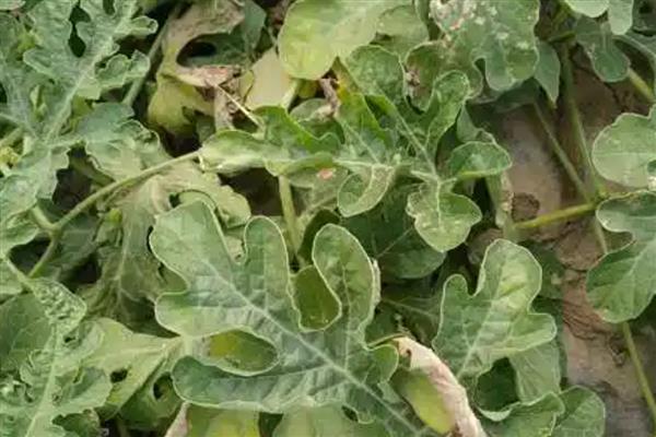 西瓜的常见病虫害，常见的有枯萎病、蔓枯病等