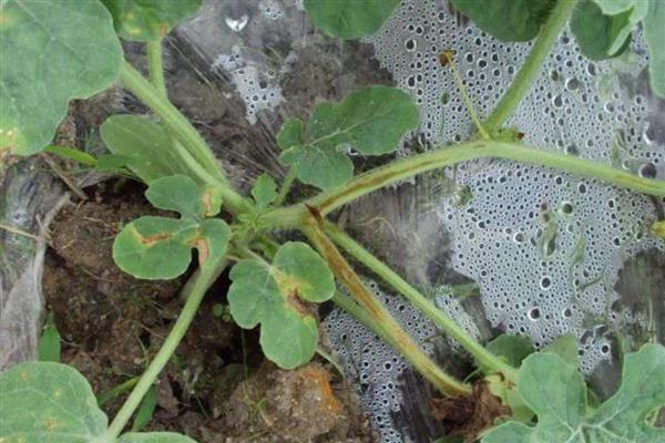 西瓜的常见病虫害，常见的有枯萎病、蔓枯病等