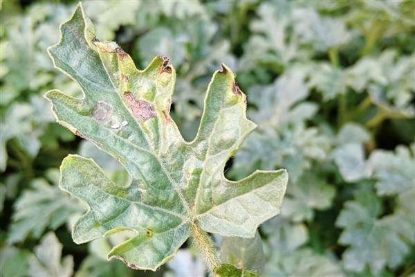 西瓜的常见病虫害，常见的有枯萎病、蔓枯病等