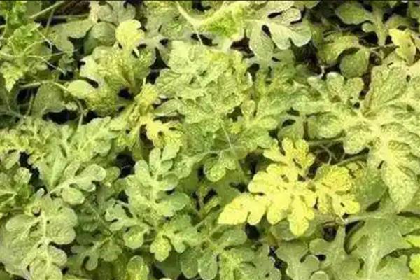 西瓜的常见病虫害，常见的有枯萎病、蔓枯病等