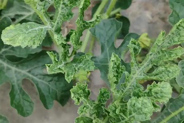 西瓜的常见病虫害，常见的有枯萎病、蔓枯病等