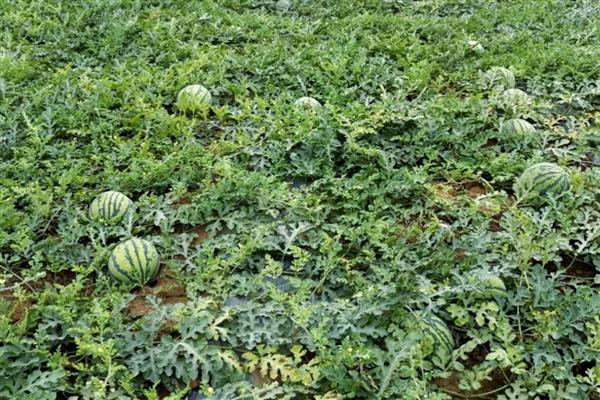 西瓜的常见病虫害，常见的有枯萎病、蔓枯病等
