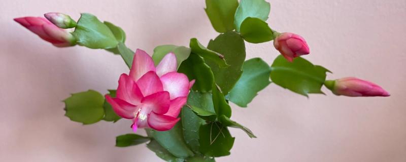 蟹爪兰的嫁接时间，4-5月和9-10月均可