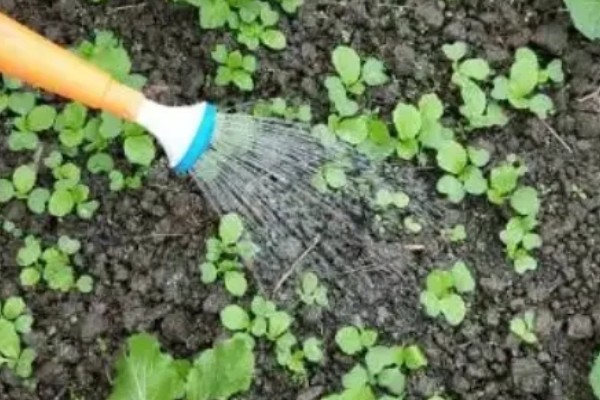 白菜出苗后的管理方法,长出5-6片叶时要去掉弱苗