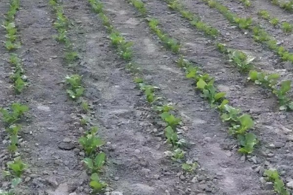 白菜出苗后的管理方法,长出5-6片叶时要去掉弱苗